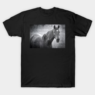 Black Beauty T-Shirt